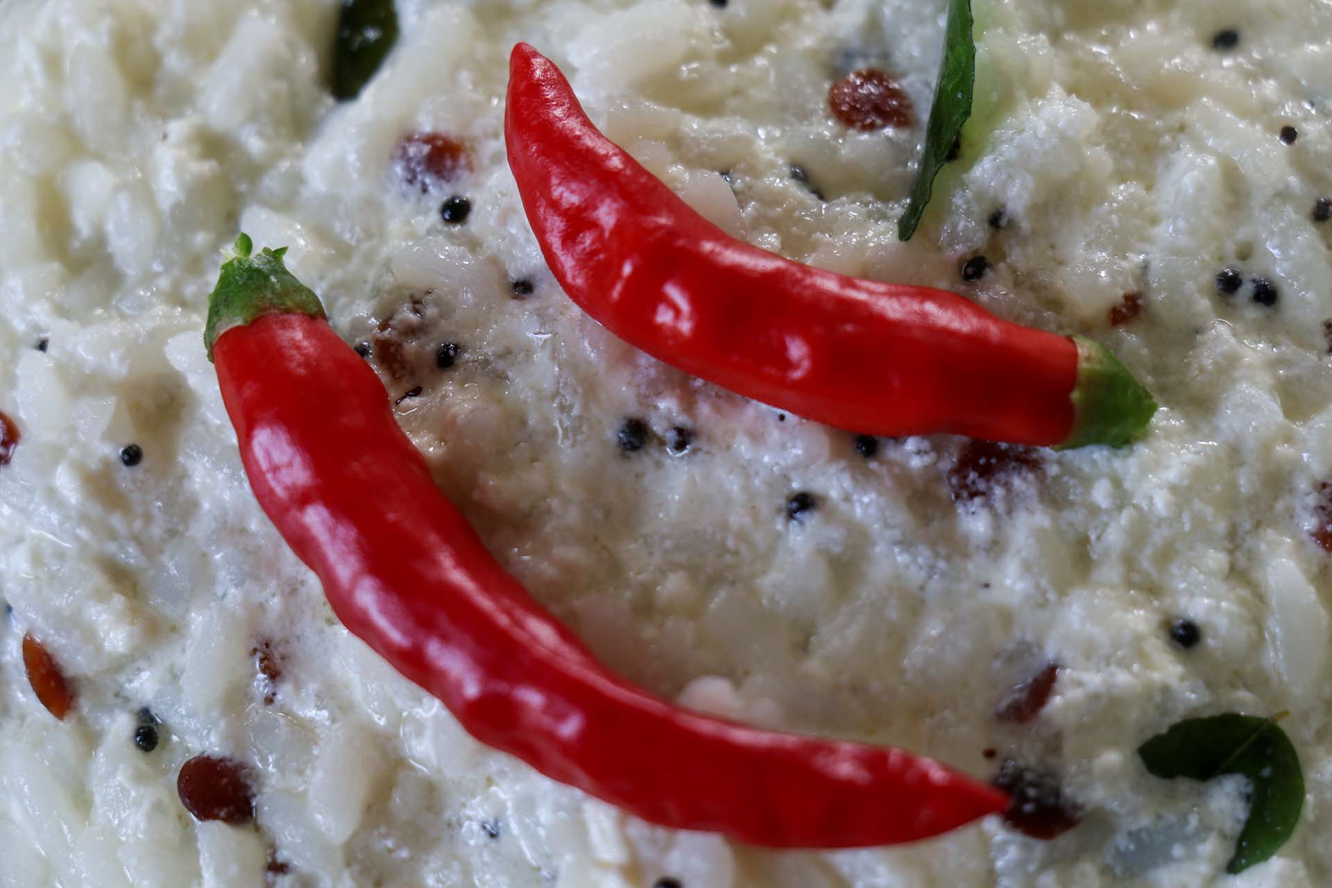 Close up view of Curd Rice