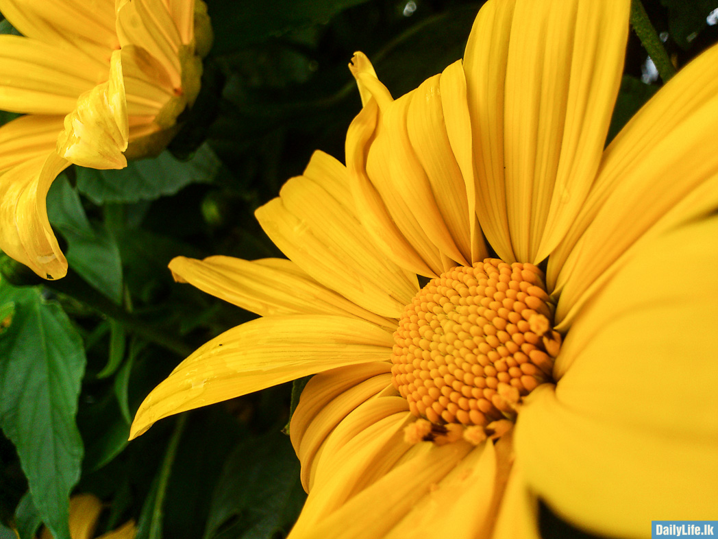 Flowers in Hakgala Botanical Garden