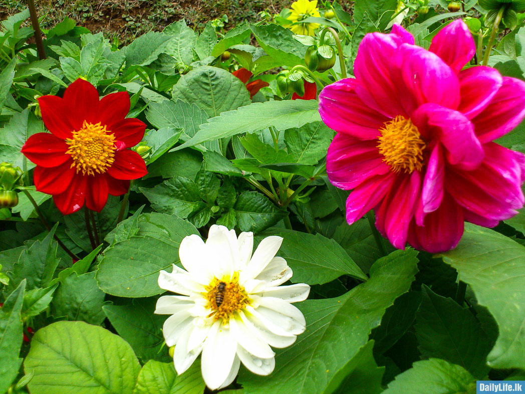 Red White and Pink Flowers
