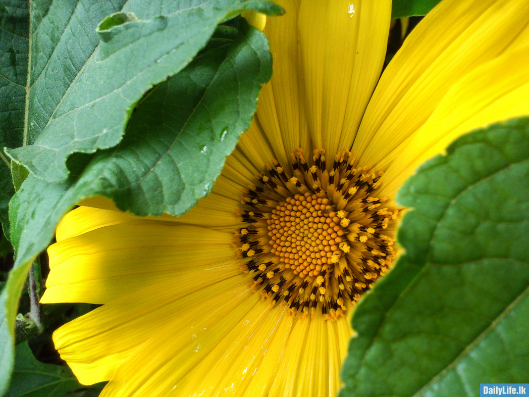 Flowers in Hakgala Botanical Garden