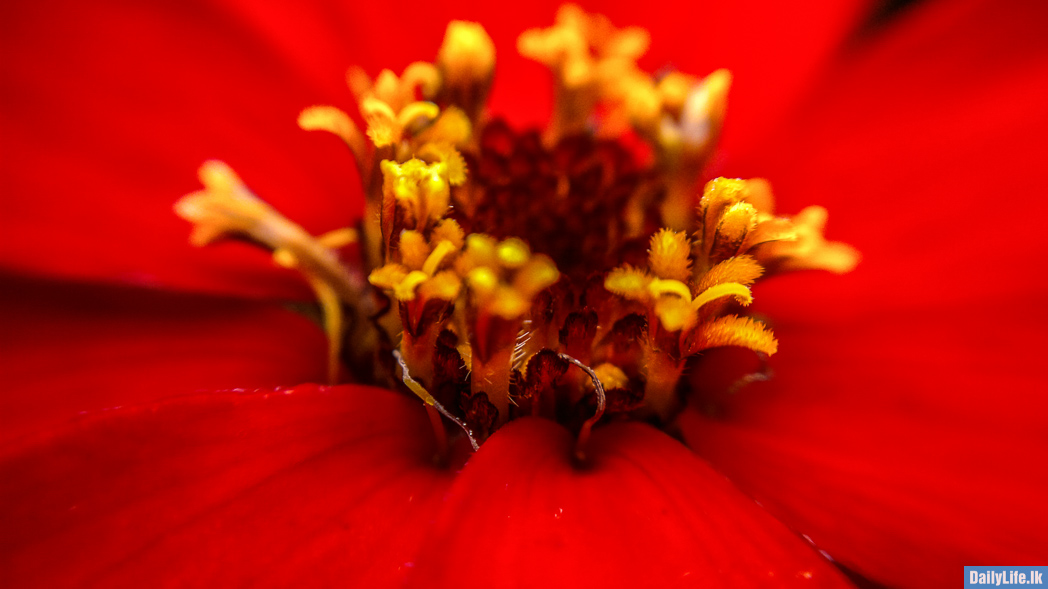 Flowers in Hakgala Botanical Garden