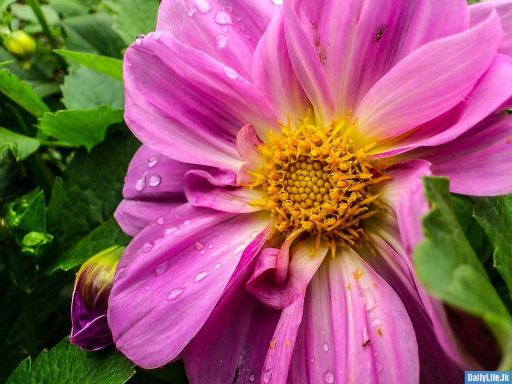Flowers in Hakgala Botanical Garden