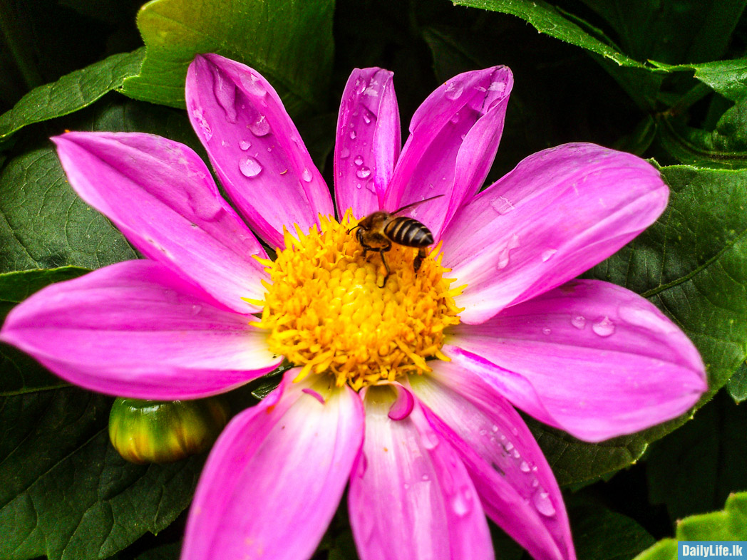 Flowers in Hakgala Botanical Garden