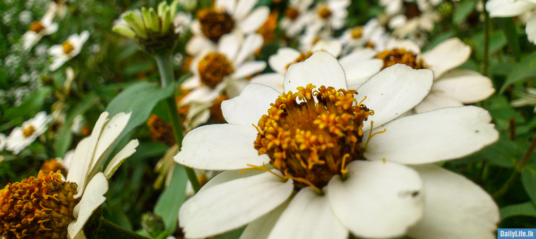 Flowers in Hakgala Botanical Garden