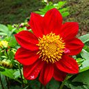 Beauties in Hakgala Botanical Garden