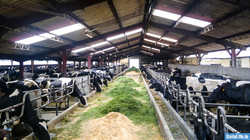 Cows in the New Zealand Farm