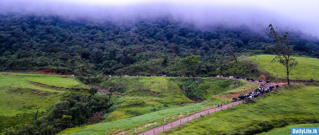 Cows in the New Zealand Farm