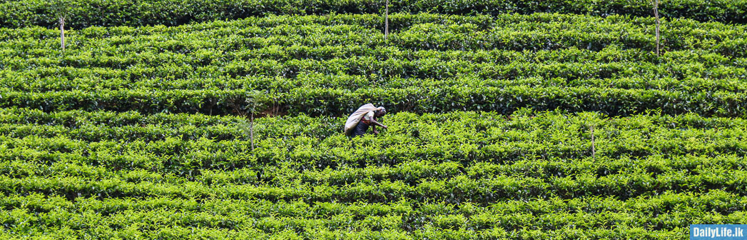 Tea Plucking, Nuwara Eliya.