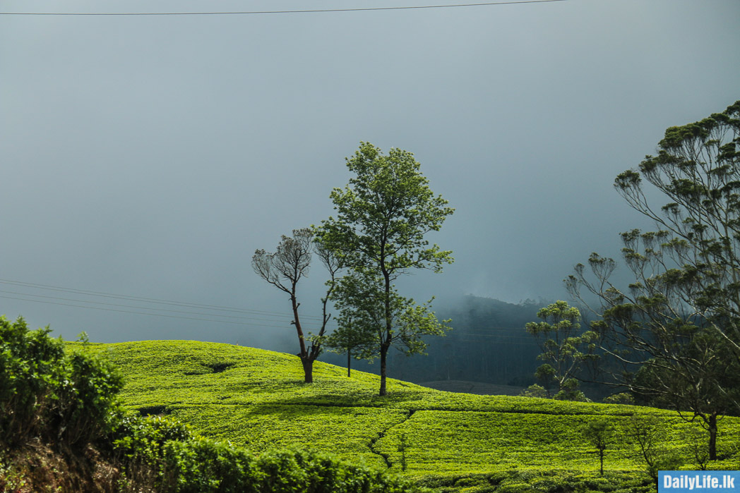 Beauty of Nuwara Elliya Tea estates.