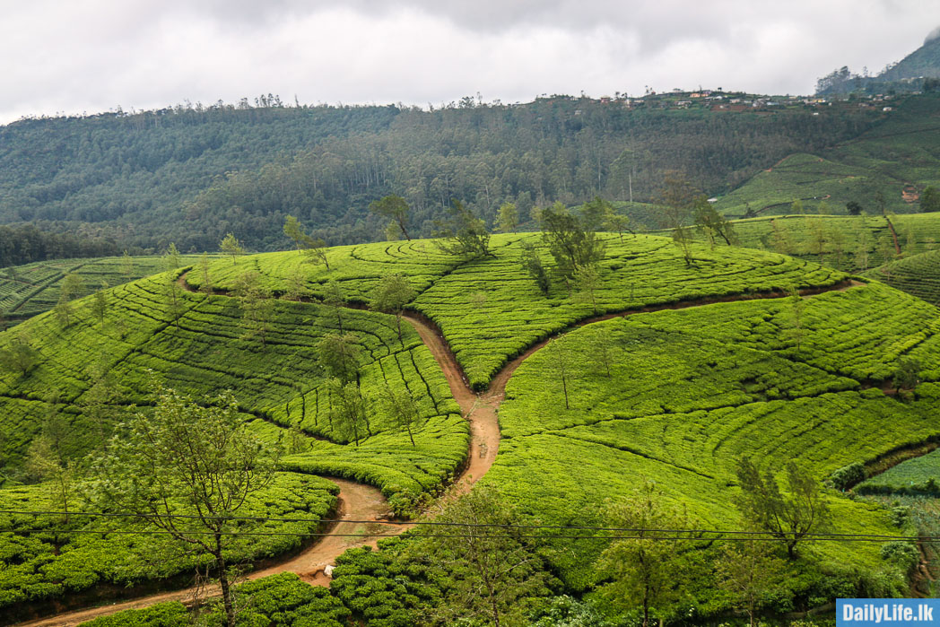 Flowers in Haggala Botanical Garden.