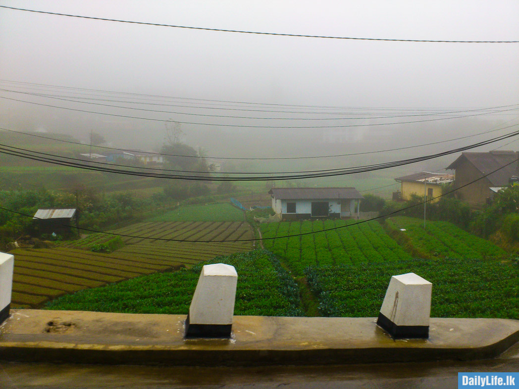 Vegetable plantation in Nuwara Eliya