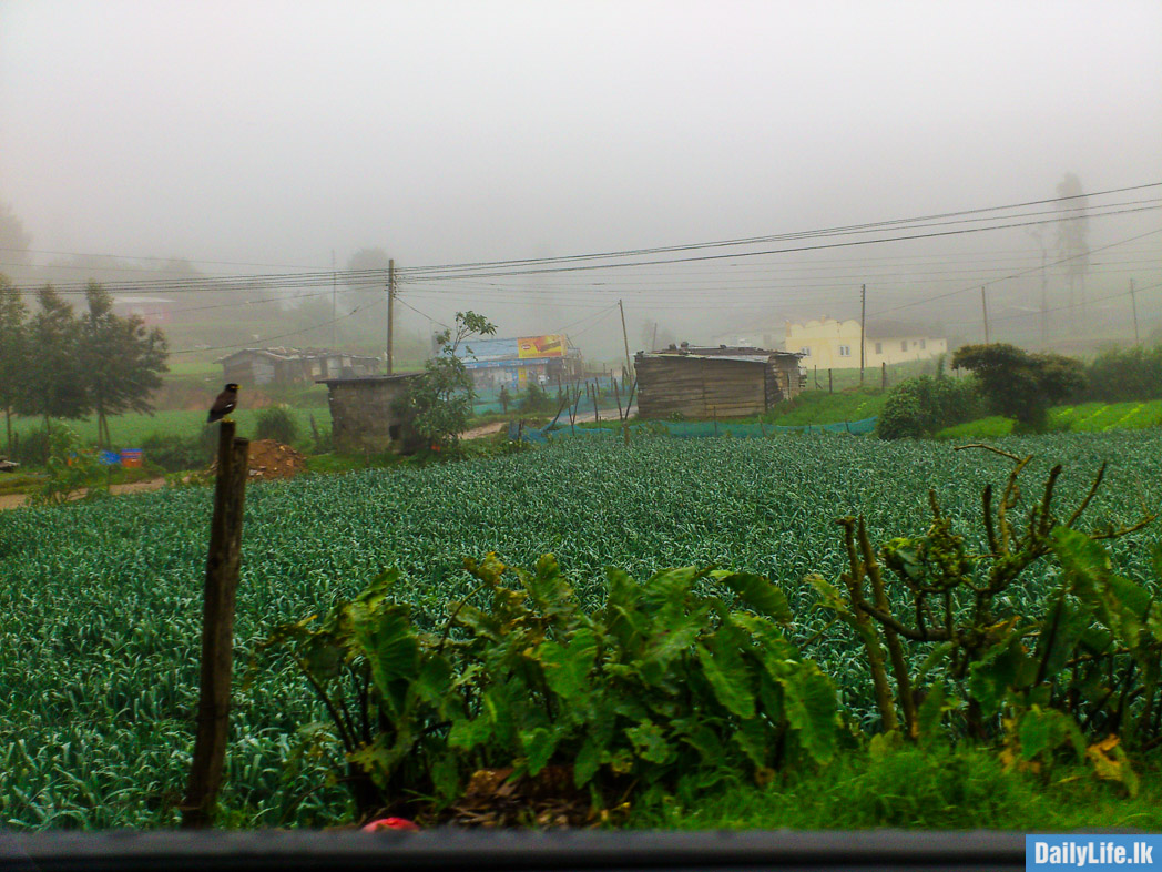 Leeks plantation in Nuwara Eliya