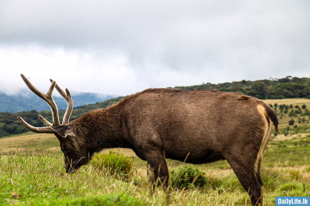 Sri Lankan Sambar Deer, Horton Plains, Sri Lanka.