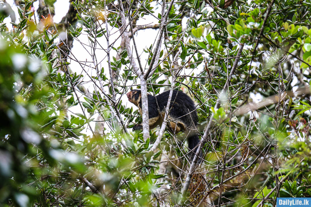 Natural Beauty at Horton Plains