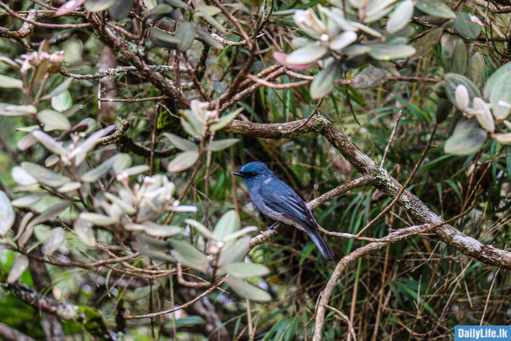 Bird at Horton Plains