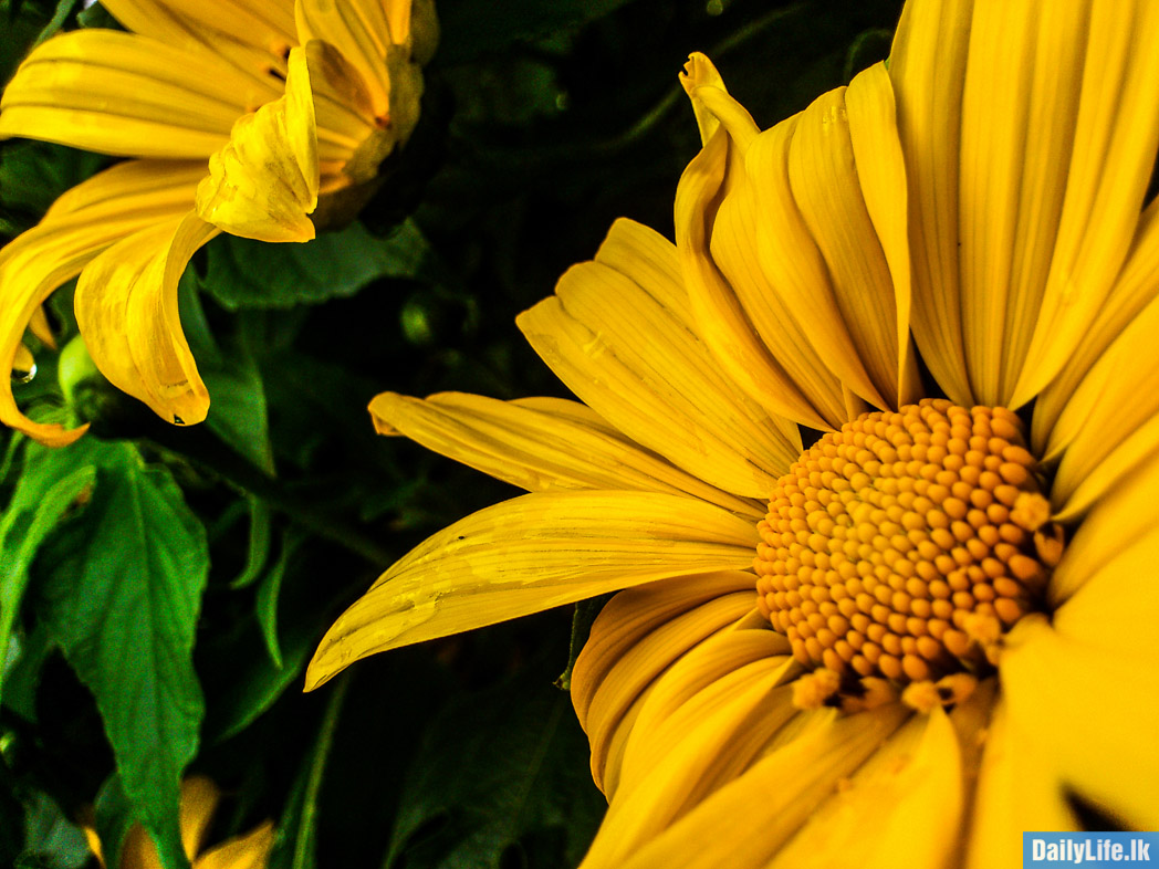 Flowers in Haggala Botanical Garden.