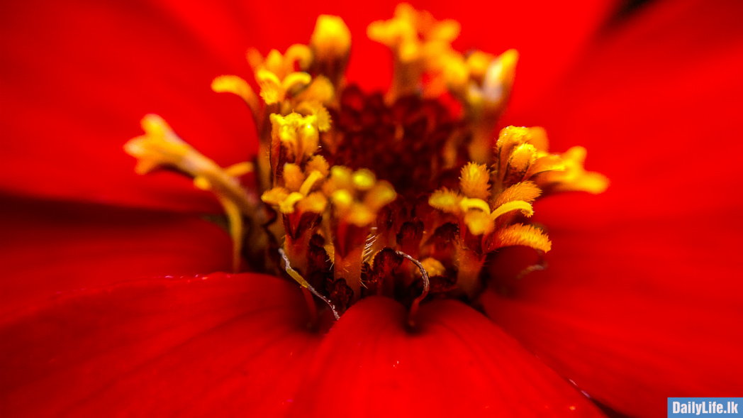 Flowers in Haggala Botanical Garden.