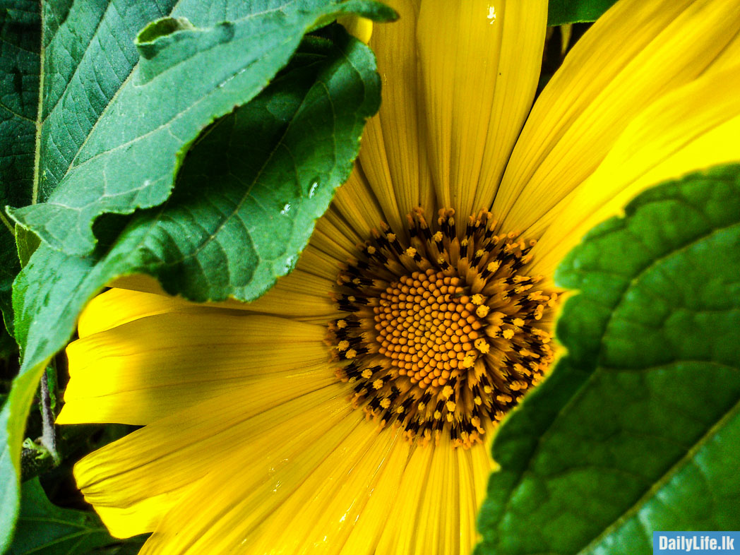 Flowers in Haggala Botanical Garden.