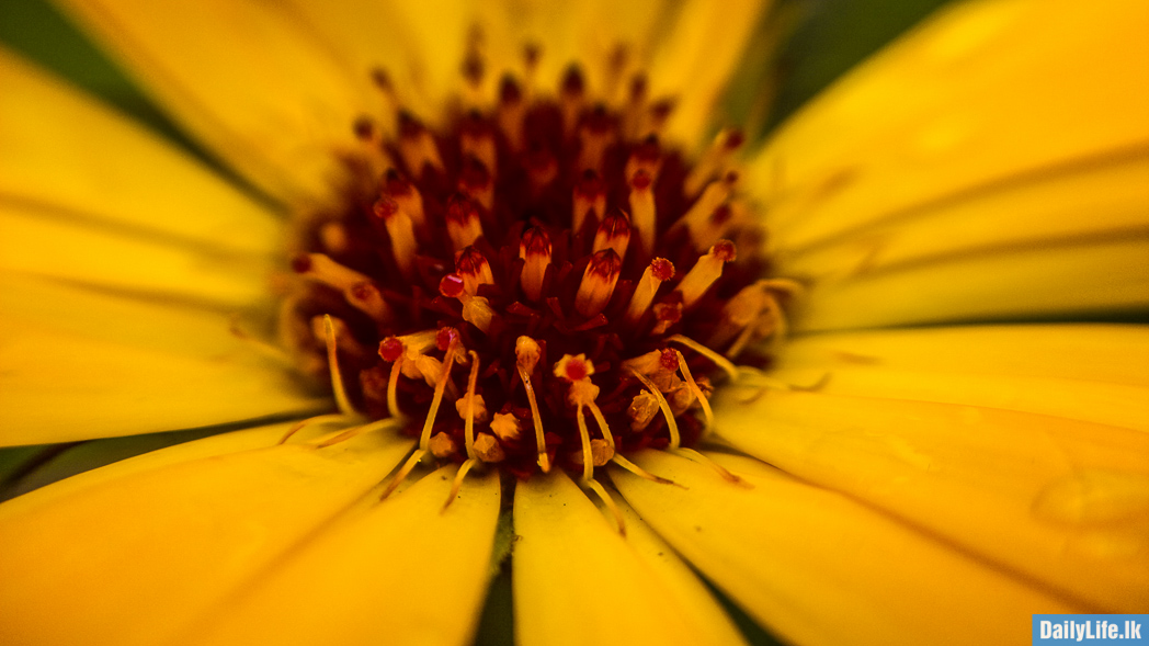Flowers in Haggala Botanical Garden.