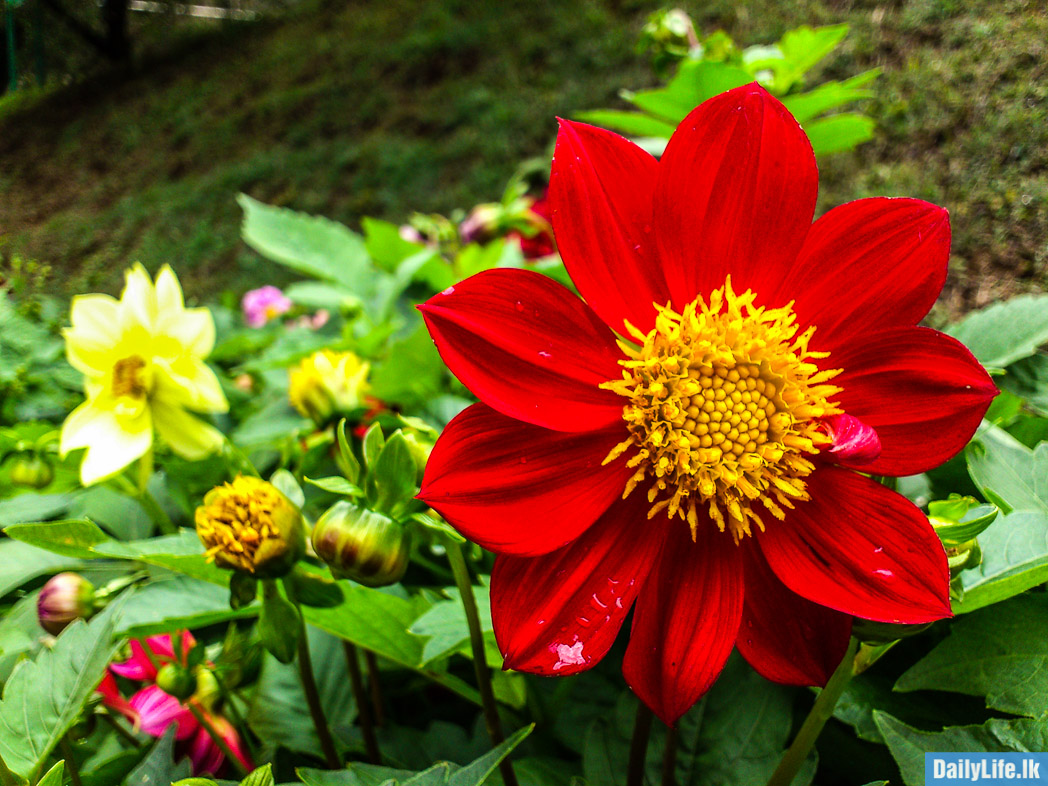 Flowers in Haggala Botanical Garden.