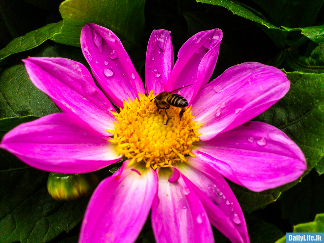 Flowers in Haggala Botanical Garden.