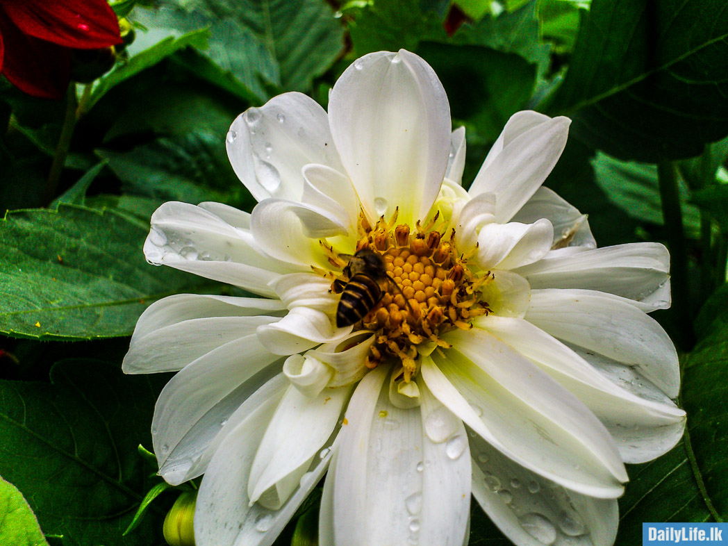 Flowers in Haggala Botanical Garden.