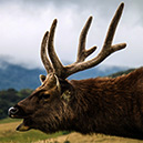 Little England, Sri Lanka