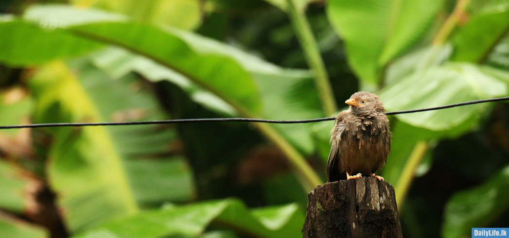 Demalichcha or Yellow-Billed Babbler 