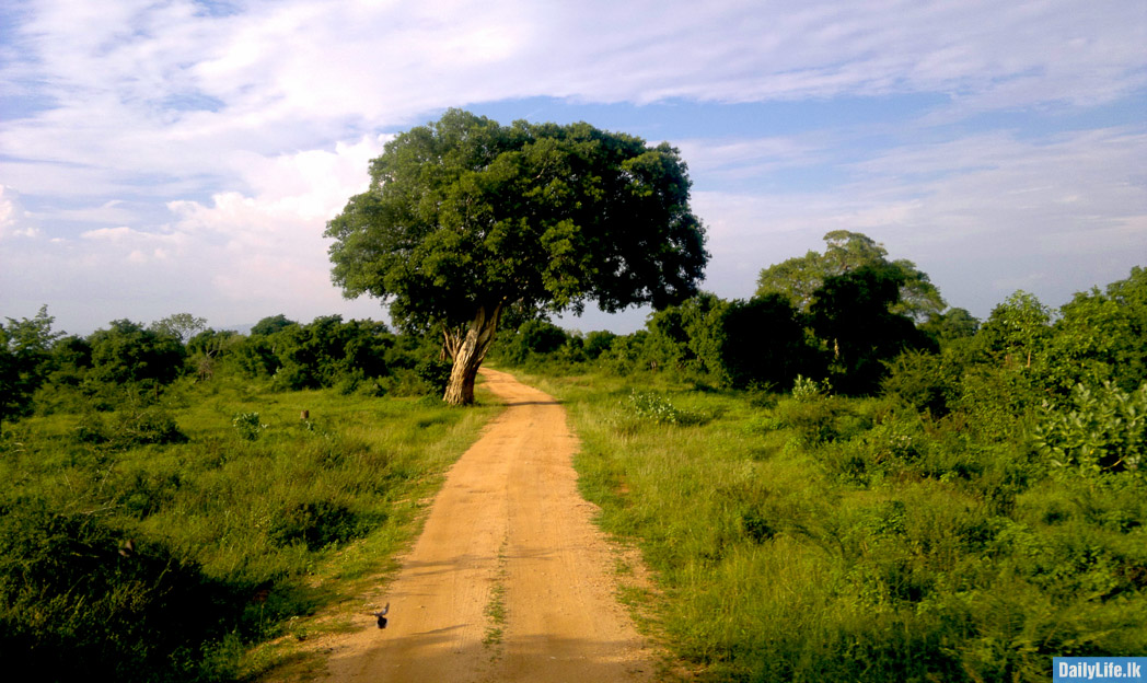 Udawalawe natural beauty