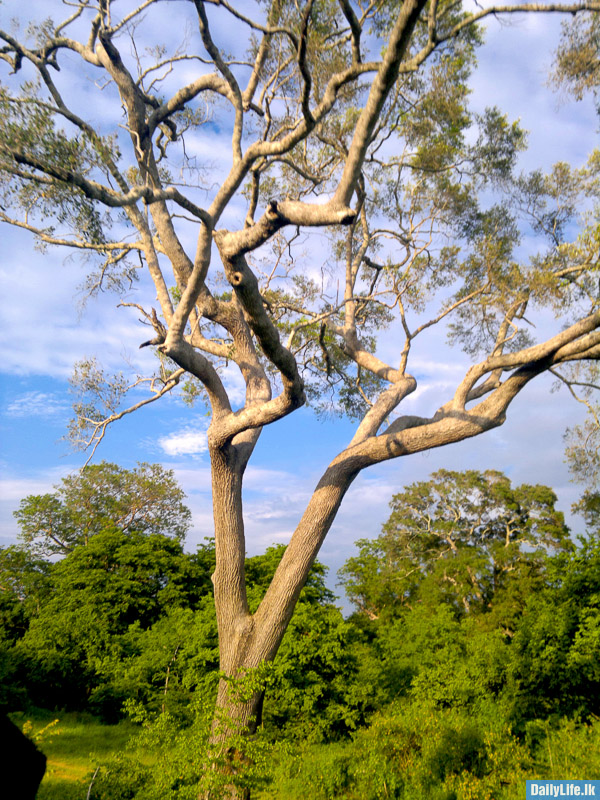 Tress at Udawalawe