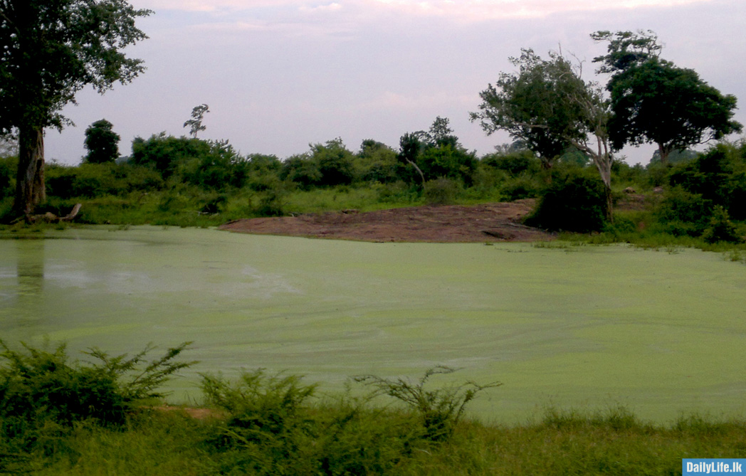 Udawalawe natural beauty