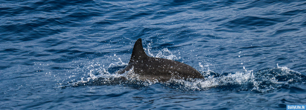 Image of Dolphin