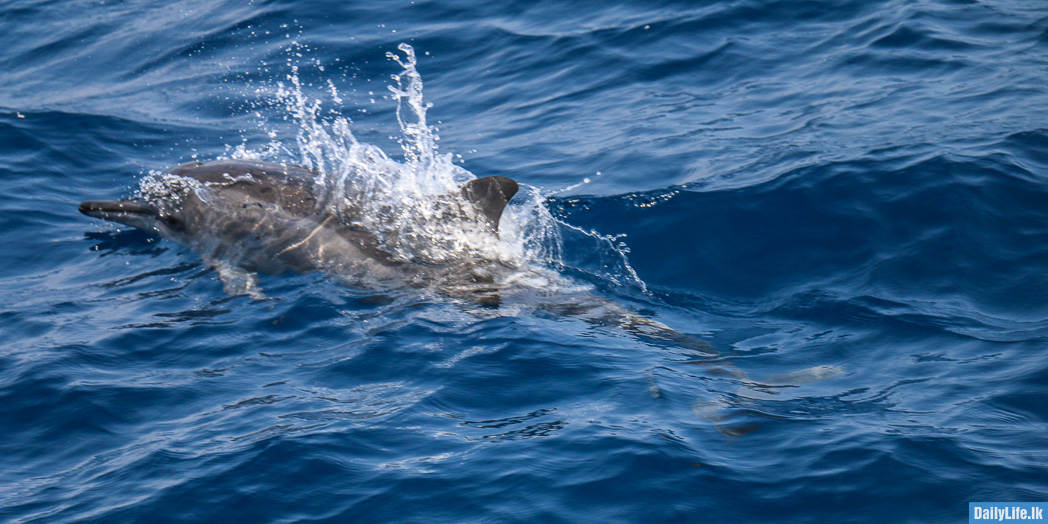 Image of Dolphin